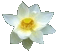 flor de ltus